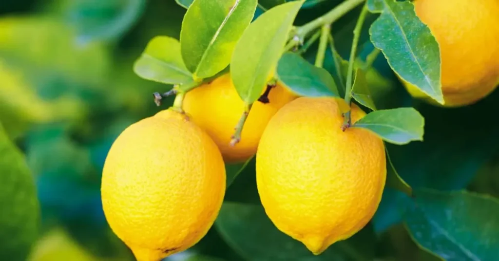 Several ripe yellow lemons hang from branches, surrounded by green leaves on a lemon tree.