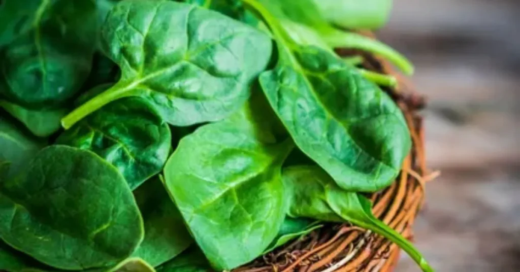A close-up of fresh, vibrant green spinach leaves piled in a woven basket, showcasing their rich texture and color.